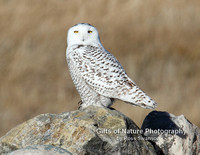 Snowy Owl Full Attention - #4039