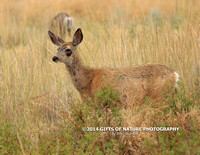 Mule Deer Doe With Growth on Eye X9A9848