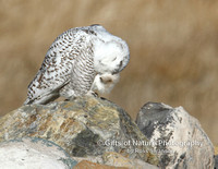 Snowy Owl Head Scratch - #3974