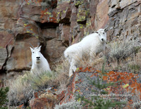 Mtn Goats - #1056