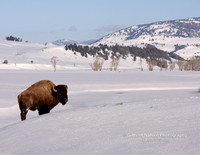 Buffalo with Lamar Background - #9423