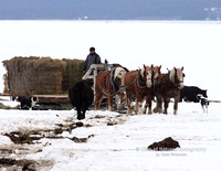 Feeding with Horses - #9060