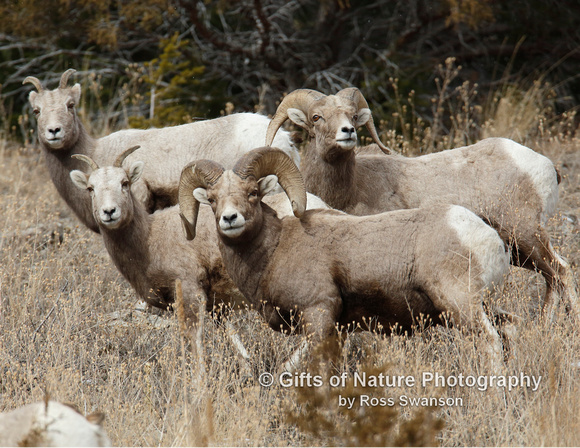 Bighorn Sheep Rams and Ewes - #L6A1893