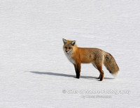 Fox Shadow - #4076