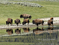 Buffalo with Reflections In Water - #2421