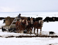 Feeding with Horses and Dogs - #9074