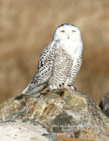 Snowy Owl On Rock - #3855