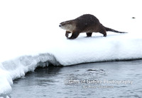 Otter on Move - #L6A4129