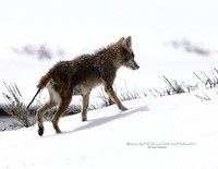 Coyote with Mange - #X9A7646