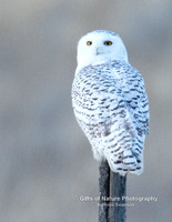 Snowy Owl On Post - #3676