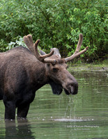 Moose Bull in Water -#2338
