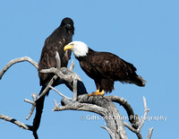 Eagle Bald and Juvenile - #8567
