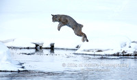 Bobcat Leap of Faith - #L6A3231