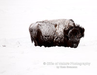 Bison Dusted with Snow - #X9A6897