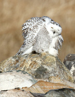 Snowy Owl The Look - #3906