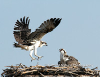 Osprey Look I Can Fly - #9236