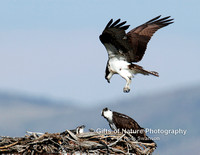 Osprey Wheres Supper - #9131