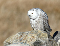 Snowy Owl - #4006
