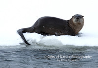 Otter By River - #L6A4206