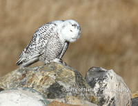 Snowy Owl - #3963