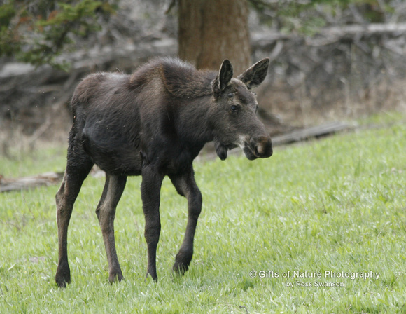 Moose Yearling - #1984