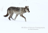 Wolf 755 Striding Out - #L6A4025