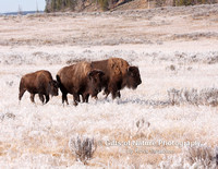 Bison in Frosty Grass - #8920