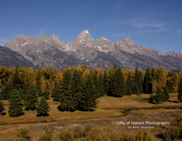 Tetons View with Creek - #9968