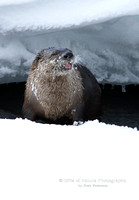 Otter in Crevice - #L6A4316