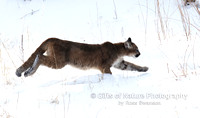 Mtn Lion Striding Across Snow - #L6A2211