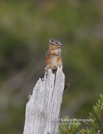 Chipmunk - #8853