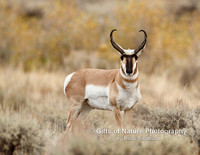 Antelope Buck - #0591