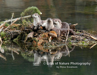 Otter Family All Looking Forwarrd - #2973