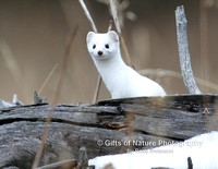 Ermine by Log - #2482