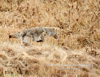 Coyote Hunting The Leap - #2562