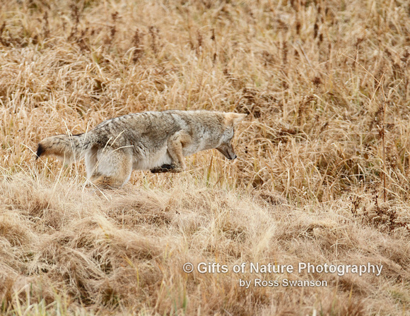 Coyote Hunting The Leap - #2562