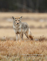 Coyote Straight On - #2703