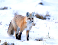 Fox in Snow - #2406