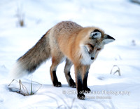 Fox Staredown - #2419