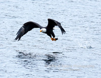 Eagle Catch and Fly Away - #X9A2426