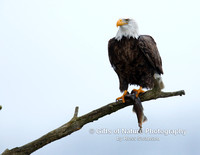 Eagle with Fish on Limb - #X9A2565