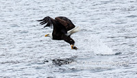 Eagle Catch and Fly Away - #X9A2252