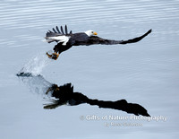 Eagle Catch and Reflection - #X9A2002