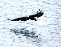 Eagle Catch Fly Away - #X9A2110 copy