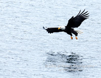 Eagle Coming in For Catch - #X9A2205