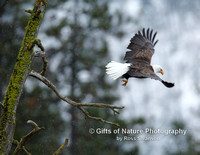 Eagle Flying From Tree - #X9A2700