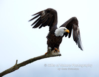 Eagle Wings Up - #X9A2547