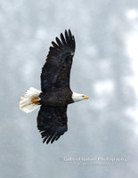 Eagle Flying in Snow - #X9A0795