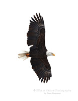 Eagle in Flight - #X9A2360