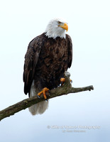 Eagle on Limb - #X9A2523